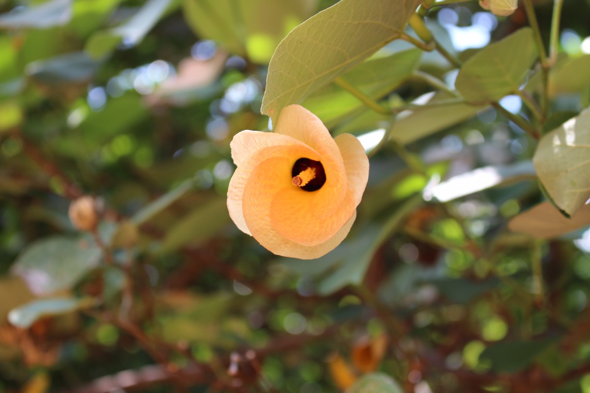 Hibiscus tiliaceus L.